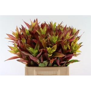 Bromelia Tigra Stripe