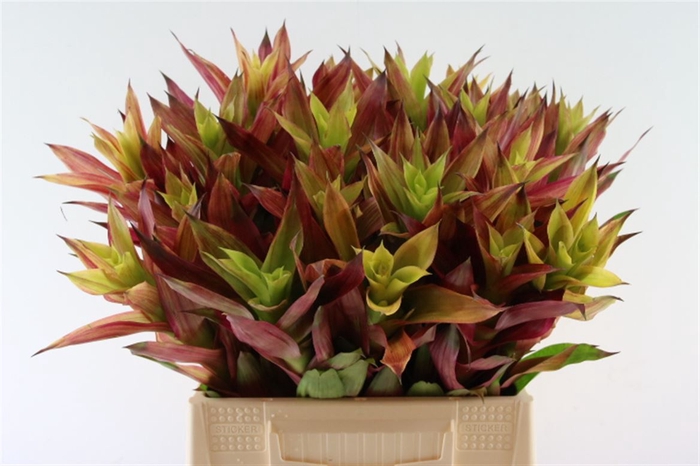 <h4>Bromelia Tigra Stripe</h4>