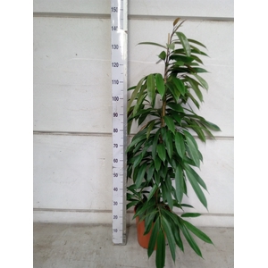 Ficus binn. 'Amstel King'