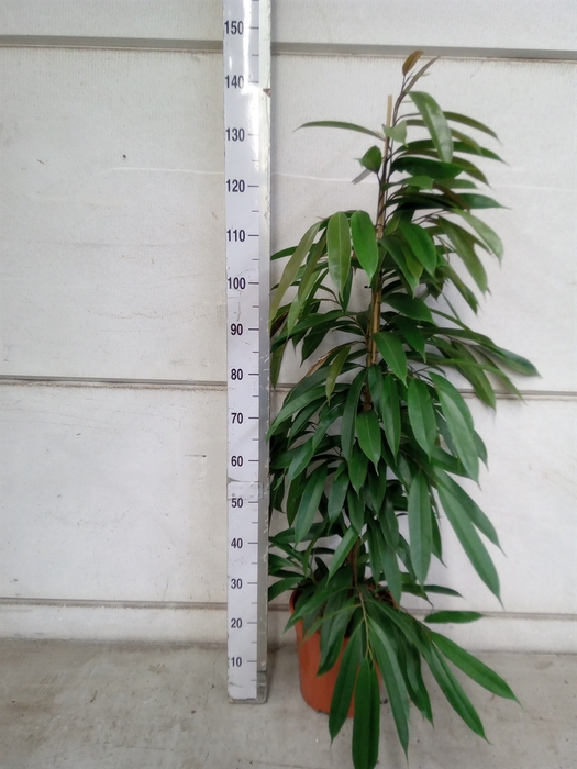 <h4>Ficus binn. 'Amstel King'</h4>