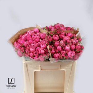 R TR Silva pink 50cm