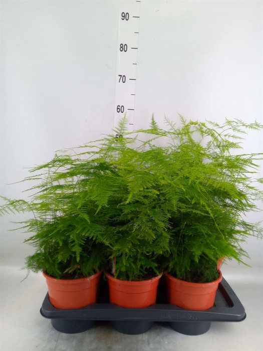 <h4>Asparagus setaceus</h4>