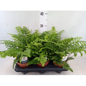 Asplenium parvati