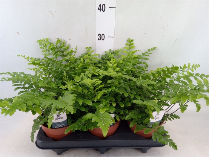 <h4>Asplenium parvati</h4>