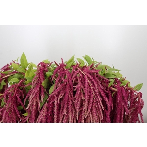 Amaranthus Caudatus Rosary