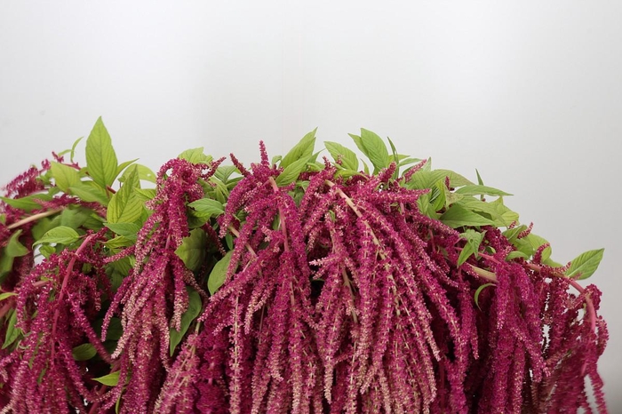 <h4>Amaranthus Caudatus Rosary</h4>