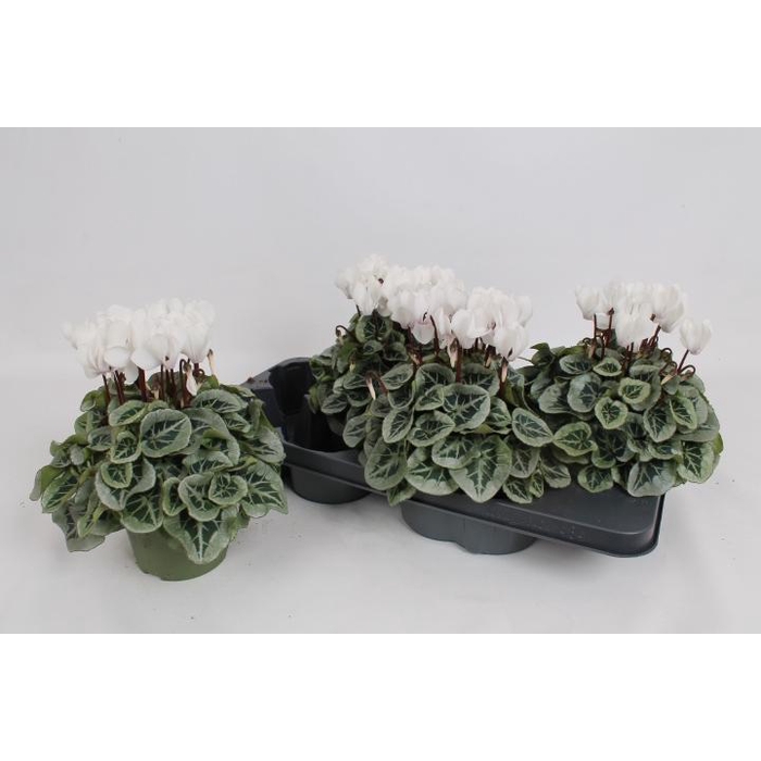 <h4>CYCL MD METALIS</h4>