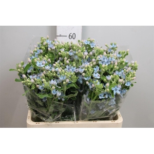 Oxy Co Tan Pure Blu