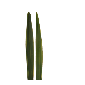 FOLHAGEM FORMIO VARIEGATA