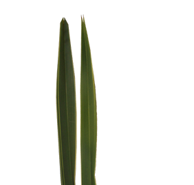 FOLHAGEM FORMIO VARIEGATA