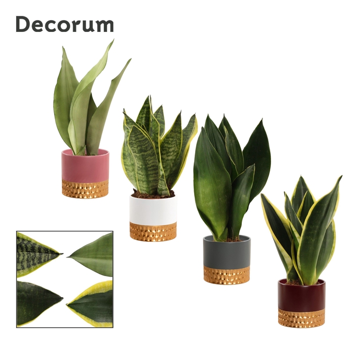 Sansevieria Super Mix 9 cm in Frederique (Rich love-collection)
