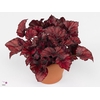 Begonia rex Red Bull