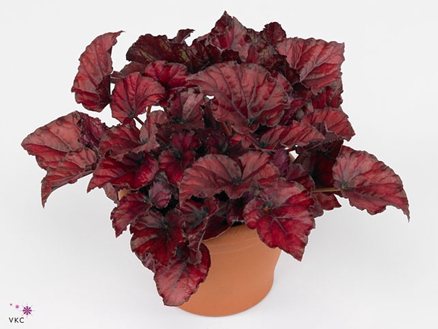 Begonia rex Red Bull