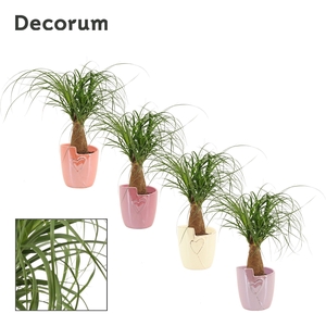 Beaucarnea Recht 12 cm in Joa (Special moods-collection)