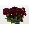 Dahlia Black Fox