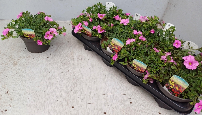 <h4>CALIB CA LIGHT PINK</h4>