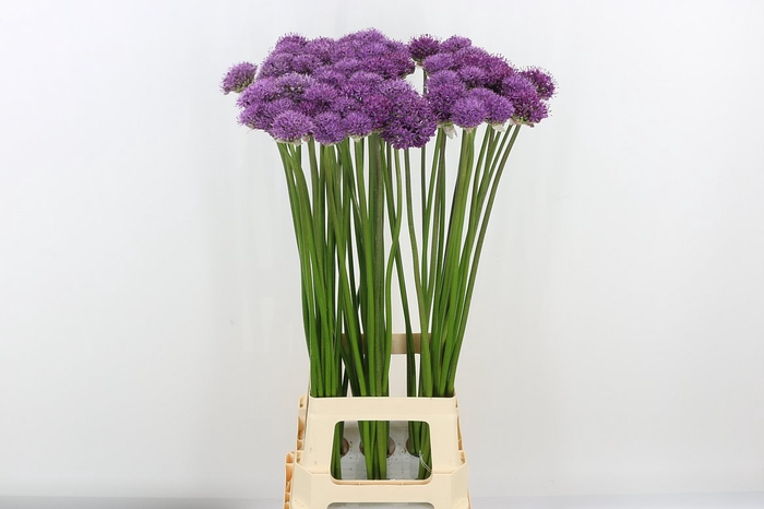 <h4>Allium Gladiator</h4>