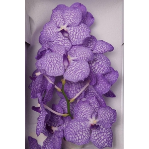 Vanda Kan China Blue