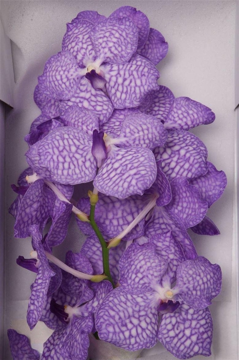 <h4>Vanda Kan China Blue</h4>