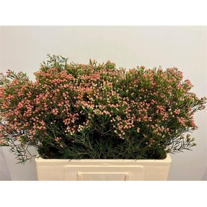 CHAME UN JUPITER SOL