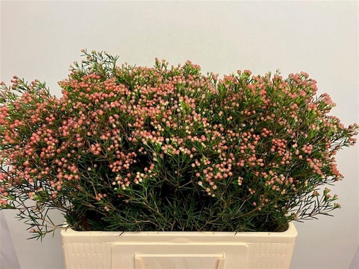 <h4>CHAME UN JUPITER SOL</h4>