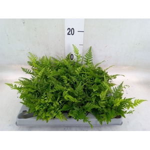 Polystichum tsussimense