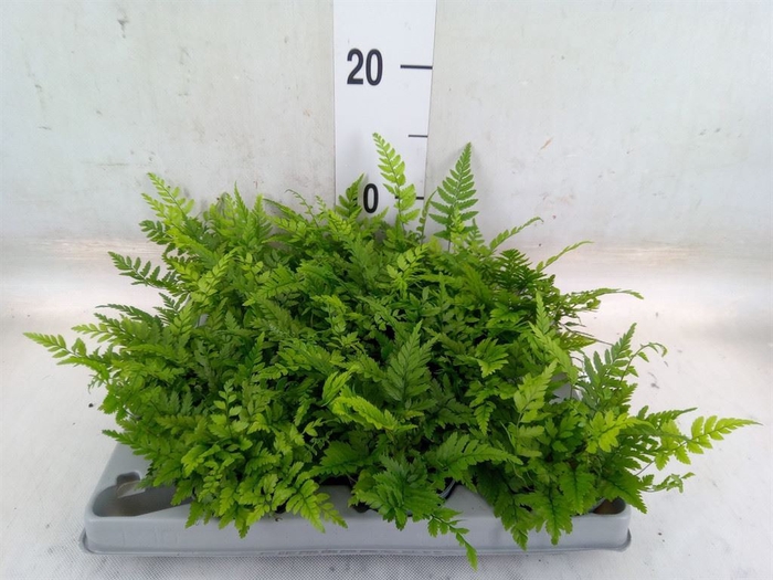 <h4>Polystichum tsussimense</h4>