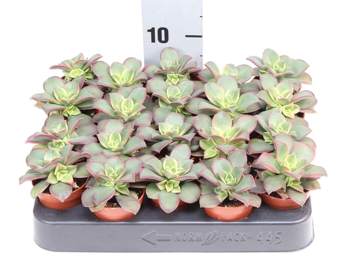 <h4>Aeonium   ...</h4>