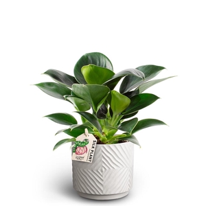 PHILODENDRON ERUBESCENS P10 DUNE