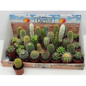 CACTUS GEM