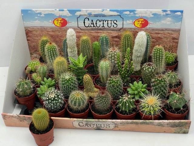<h4>CACTUS GEM</h4>