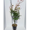 Acer palmatum Osakazuki
