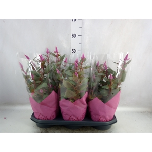 Celosia arg. SP 'Wild Pink'