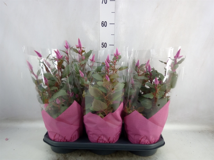 <h4>Celosia arg. SP 'Wild Pink'</h4>