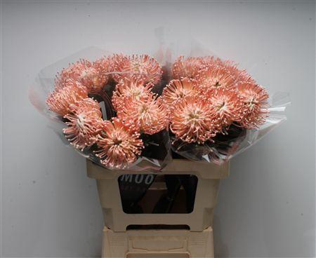 <h4>Leuco Waxed Creme</h4>