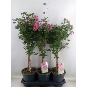 Anisodontea   ...stam