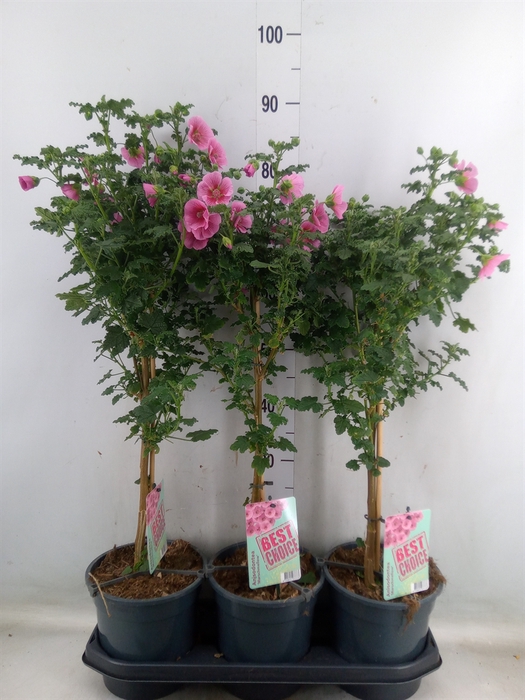 <h4>Anisodontea   ...stam</h4>