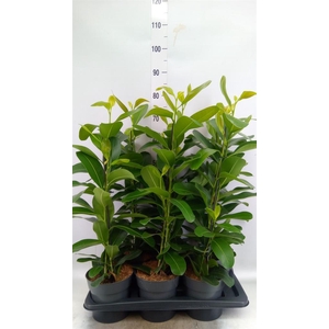 Ficus microcarpa 'Smile'