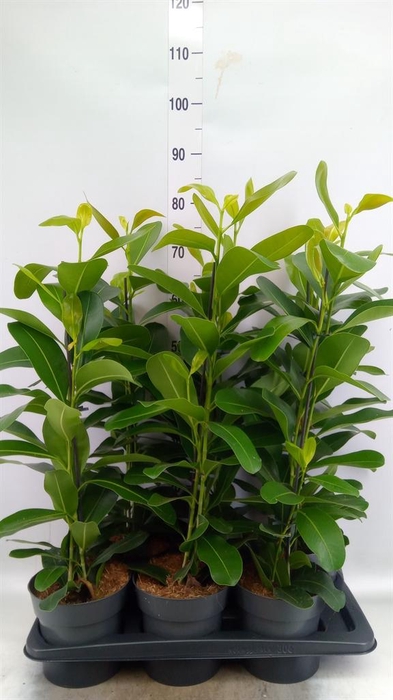 <h4>Ficus microcarpa 'Smile'</h4>