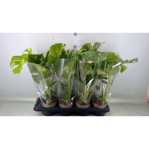 Monstera delic. 'Thai Constellatio'