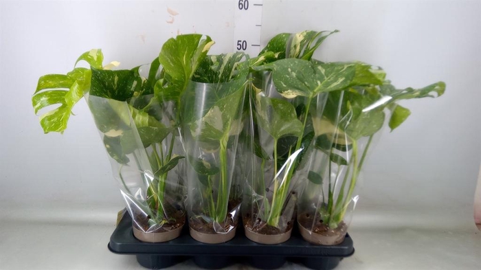 <h4>Monstera delic. 'Thai Constellatio'</h4>