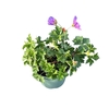 Geranium Rozanne