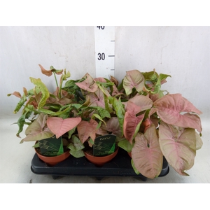 Syngonium podop.