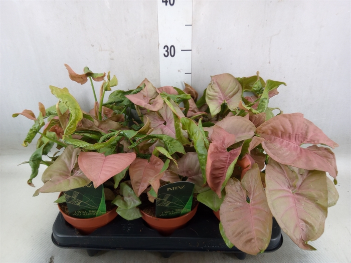 <h4>Syngonium podop.</h4>