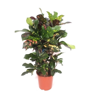 Codiaeum Magnificent (Croton)