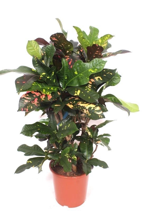 <h4>Codiaeum Magnificent (Croton)</h4>