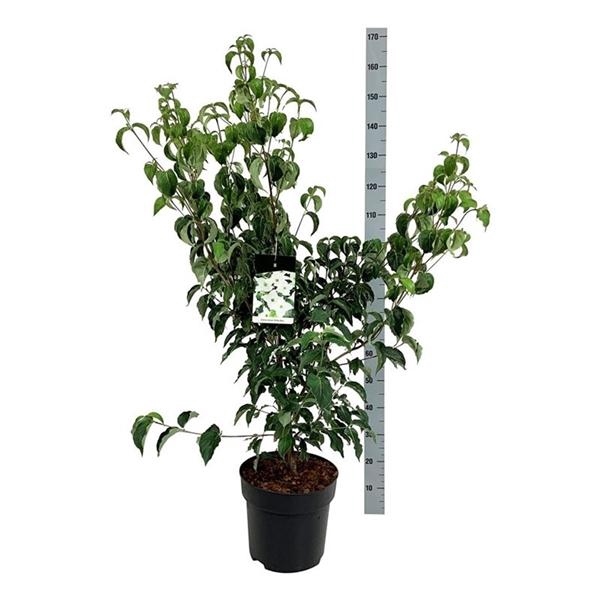 <h4>Cornus kousa 'Milky Way'</h4>