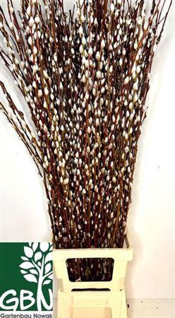 <h4>T Salix Wilgenkatjes</h4>