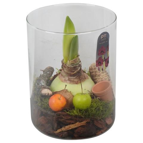 <h4>PTAA8809 Arrangement Amaryllis in glazen cylinder</h4>