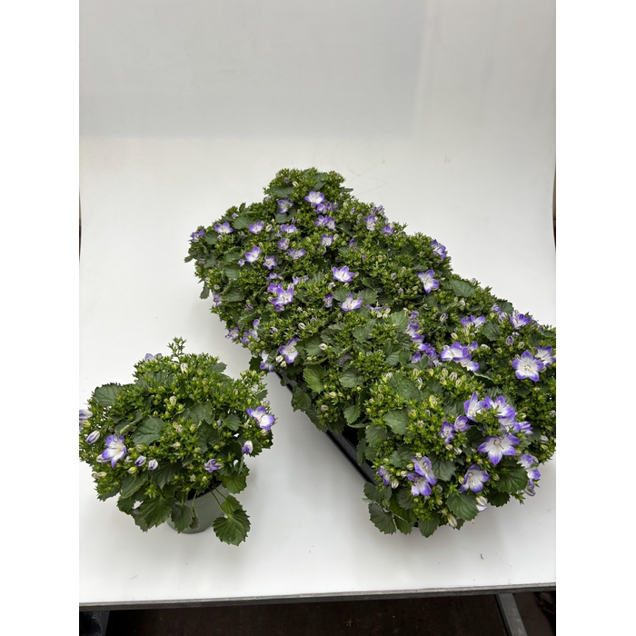 <h4>CAMP FANCY MEE</h4>